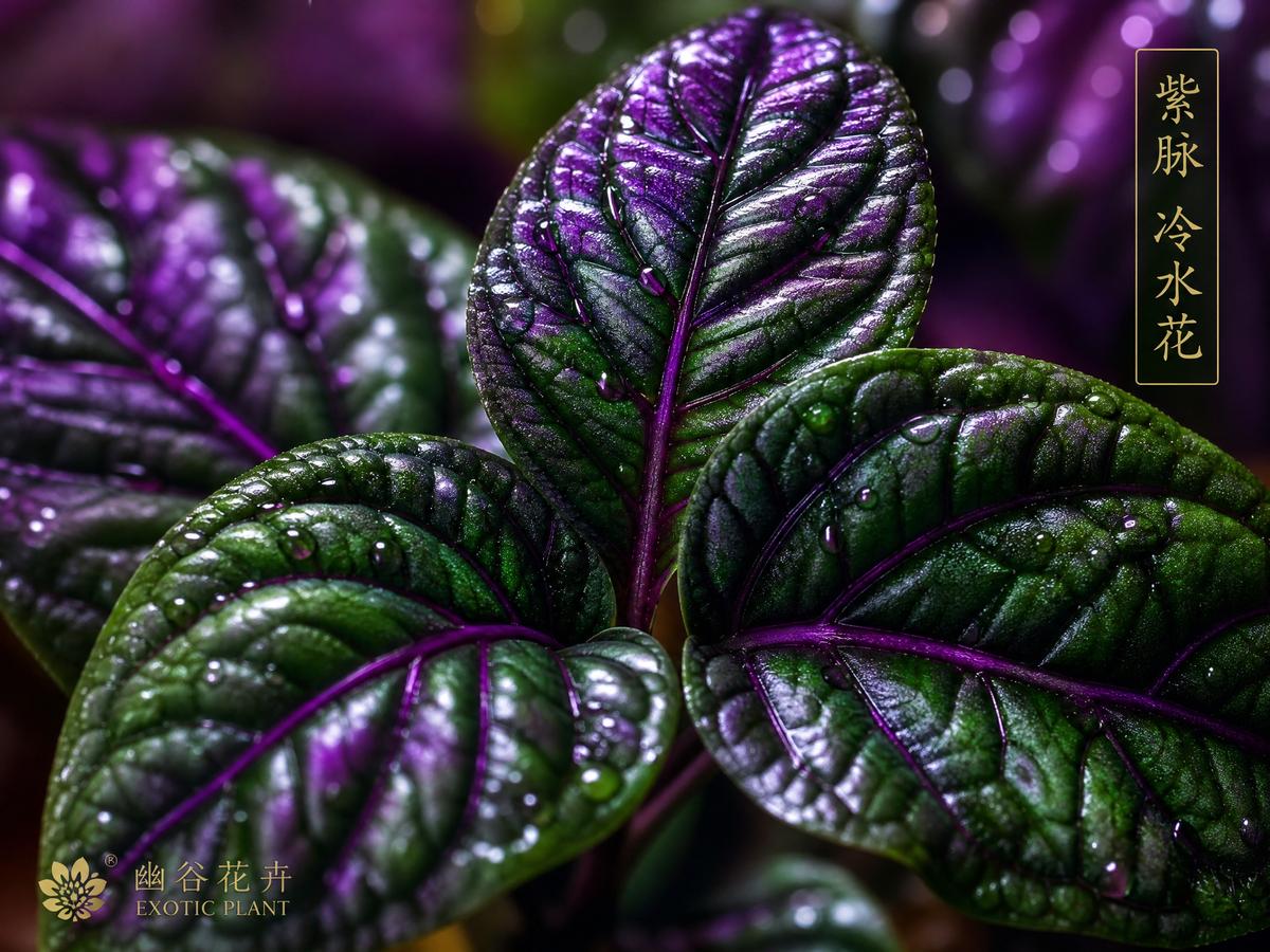 探花探花植物社区：稀有多肉植物视频测评，50种珍稀品种视频展示