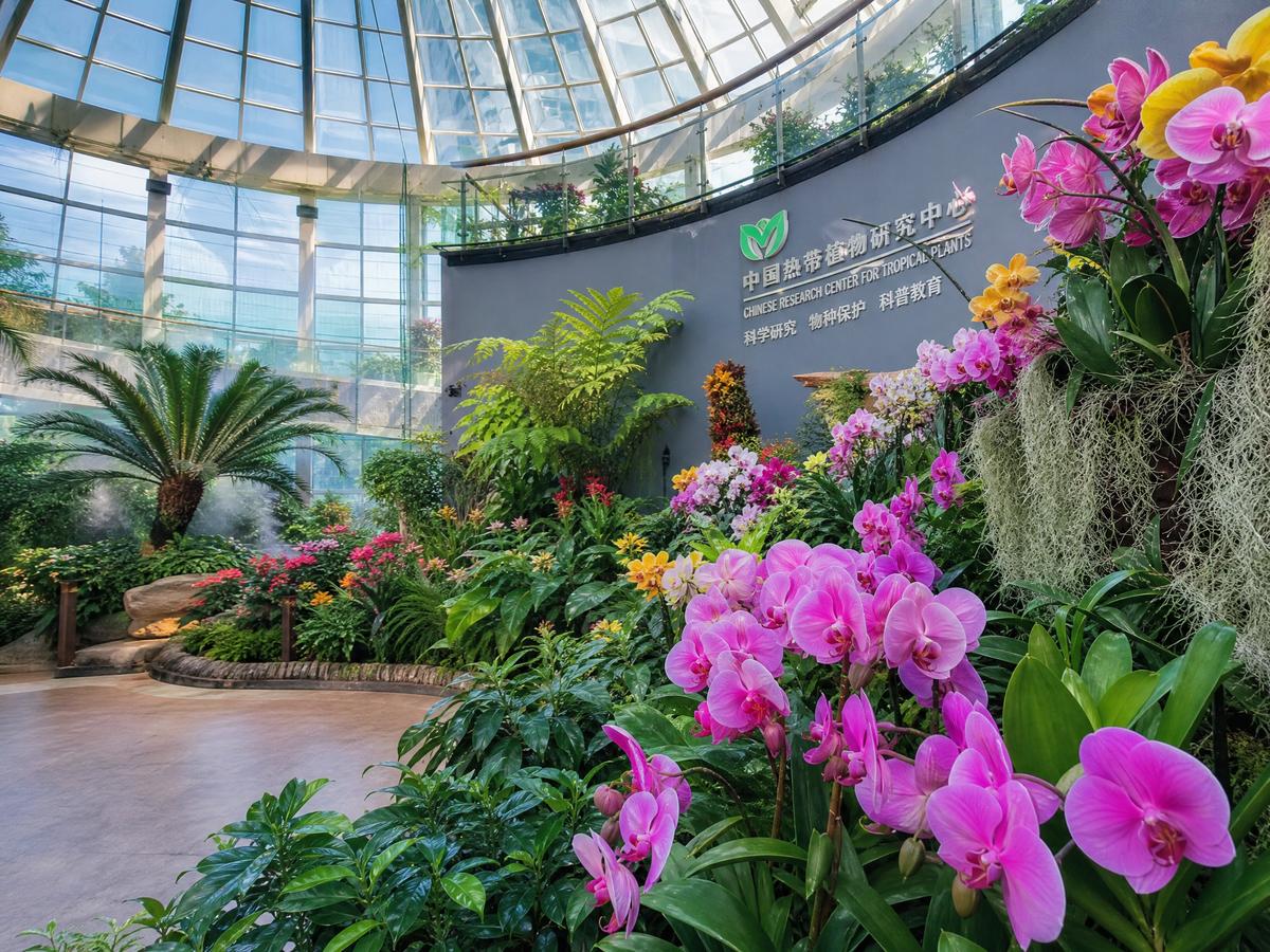 探花【植物视频演示】兰花养护全程视频教程，新手必看植物视频